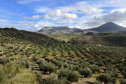 Spain, Andalusia, Jaén Province, olive groves south of Martos and the Sierra Magina in the background