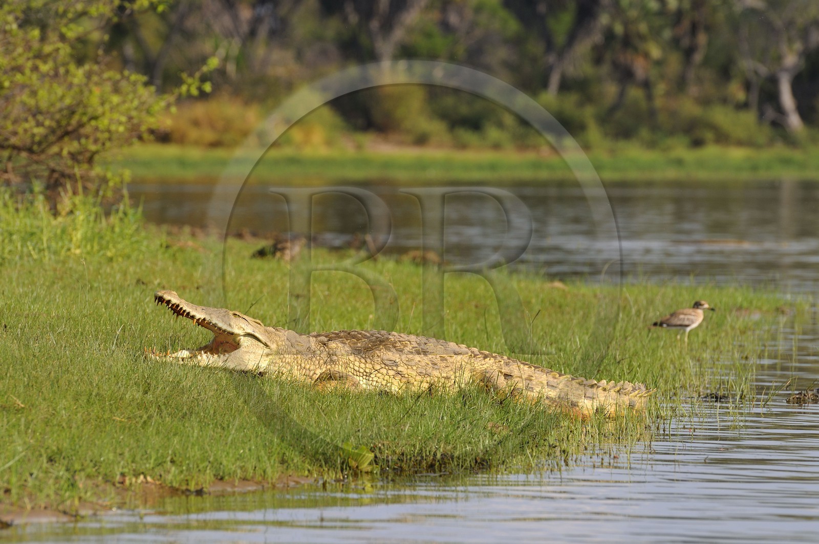 Tanzania, Selous Game Reserve is one of the largest fauna reserves of the world and designated a UNESCO World Heritage Site in 1982, Nile crocodile (Crocodylus niloticus) on the lake Nzerakera from the Rufiji river