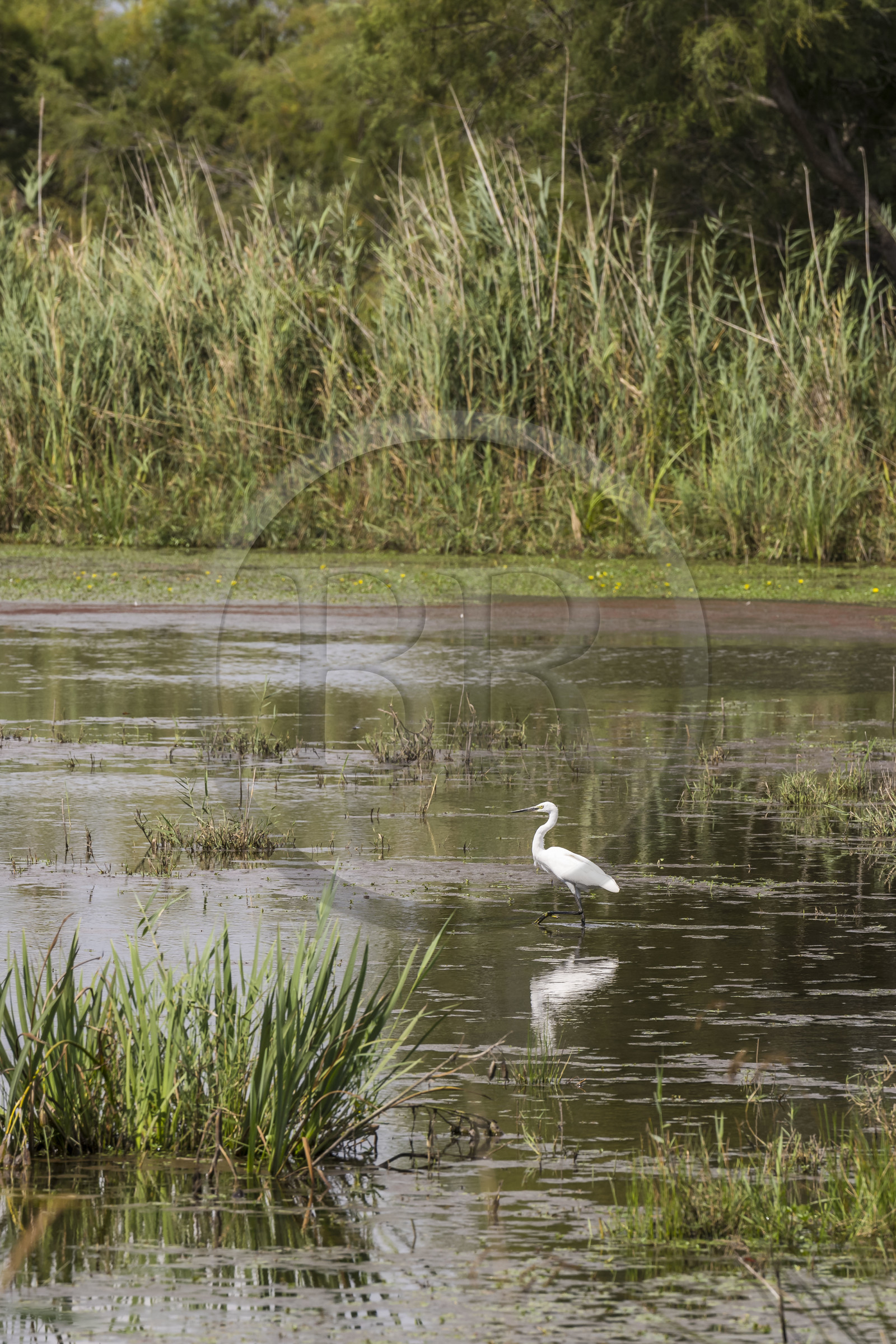 France, Gard (30), Vauvert, la Petite Camargue, réserve naturelle régionale du Scamandre, aigrette garzette (egretta garzetta)