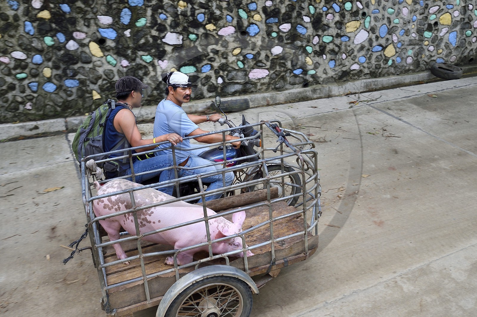 Philippines, province d'Ifugao, région de Banaue, transport d'un porc en tricycle motorisé