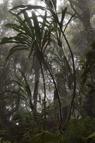 France, Ile de la Reunion, Le Tampon, forêt de Notre-Dame de la Paix en bordure de la Riviere des Remparts sur les pentes du volcan du Piton de la Fournaise