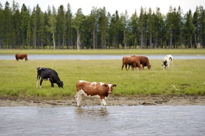 Sweden, Vasterbotten County, Umea, cow herd along the Ume River (Umeälven)