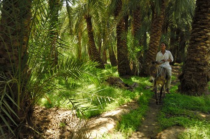 Egypte, Basse-Egypte, désert libyque, oasis de Bahariya (Bahareyya), la palmeraie, paysan sur son ane vérifiant l' état de ses palmiers dattiers