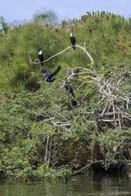 Rwanda, Parc national de l'Akagera, le lac Ihema, cormoran prenant son envol