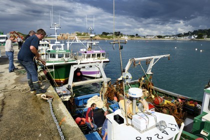 France, Finistère (29), Plougasnou, retour de pêche des chalutiers au port du Diben