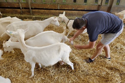France, Loire (42), Parc Naturel Régional du Pilat, Pélussin, production par le GAEC de la Cabriole du fromage de chèvre Rigotte de Condrieu AOC, une chèvre met bas un chevreau