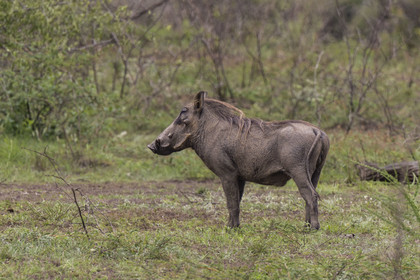 Rwanda, Parc national de l'Akagera, phacochère commun (Phacochoerus africanus)