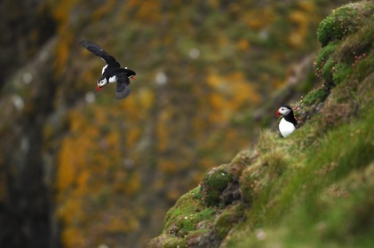 Royaume-Uni, Ecosse, les Shetland, Macareux moine