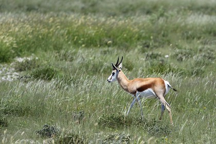 Namibia, Oshikoto region, Etosha National Park, springbok (antidorcas marsupalis)
