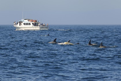 Etats-Unis, Californie, Monterey Bay, dauphins Grampus ou Risso's Dolphin (Grampus griseus) et bateaux d'observation