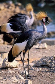 France, Aude, African reserve of Sigean, Grey Crowned Crane