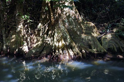 Caraïbes, Ile de la Dominique, Portsmouth, les rives de l'Indian River, sang-dragon (Pterocarpus officinalis)