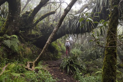 France, Ile de la Reunion, Le Tampon, forêt de Notre-Dame de la Paix en bordure de la Riviere des Remparts sur les pentes du volcan du Piton de la Fournaise