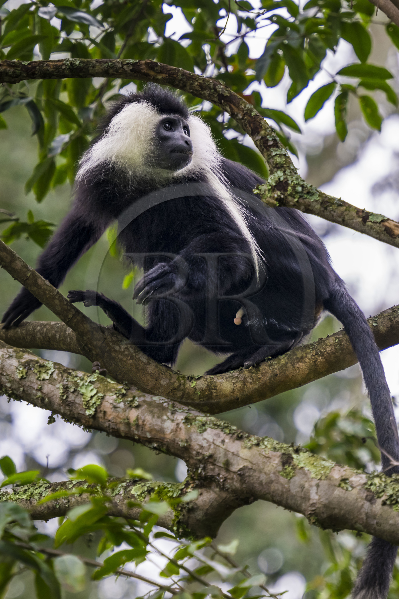 Rwanda, Province de l’Ouest, Gisakura, Parc national de Nyungwe, Colobe de Ruwenzori (Colobus angolensis ruwenzorii) pendant un safari à pied dans la forêt tropicale humide naturelle