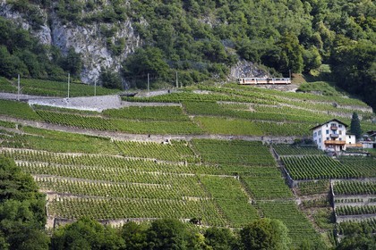 Switzerland, Canton of Vaud, Aigle, regional train advancing on the hillside and surrounded by vineyards