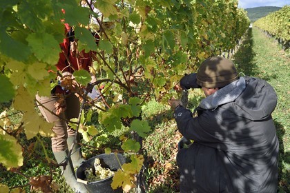 France, Haut Rhin, the Alsace Wine Route, Bergheim, grape harvest on a plot of the Wine estate Marcel Deiss
