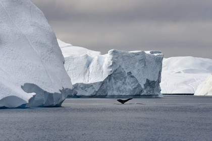 Groenland, cote ouest, baie de Disko, Ilulissat, fjord glacé classé Patrimoine Mondial de l'UNESCO qui est l’embouchure maritime du glacier Sermeq Kujalleq, queue d'une baleine à bosse ou rorqual à bosse (Megaptera novaeangliae) en plongée devant un iceberg