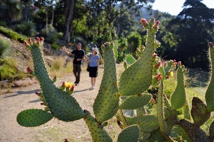 France, Var, Le Rayol Canadel sur Mer, Domaine du Rayol, Conservatoire du Littoral Estate compulsory mention, Jardin des Mediterranees designed by landscaper Gilles Clément, Prickly pear (Opuntia ficus-indica)