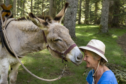 France, Lozère (48), Luc, randonnée avec un âne sur le chemin de Stevenson (GR 70), l'âne Anatole fait un calin à sa randonneuse