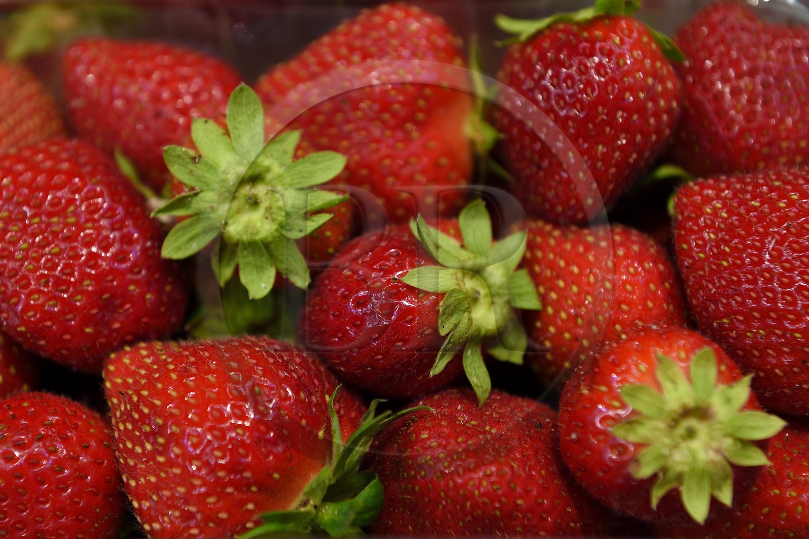 France, Dordogne (24), Périgord Noir, vallée de la Dordogne, Sarlat-la-Canéda, fraises du Périgord France, Dordogne (24), Périgord Noir, vallée de la Dordogne, Sarlat-la-Canéda, fraises du Périgord