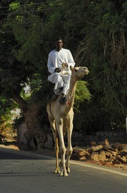 Egypte, Haute Egypte, Nubie, vallée du Nil, Assouan, la rive ouest, campagne nubienne, jeune garcon chevauchant son dromadaire