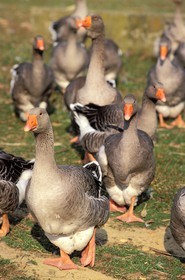France, Gers, Duplan canning factory near Campan, gooses breeding