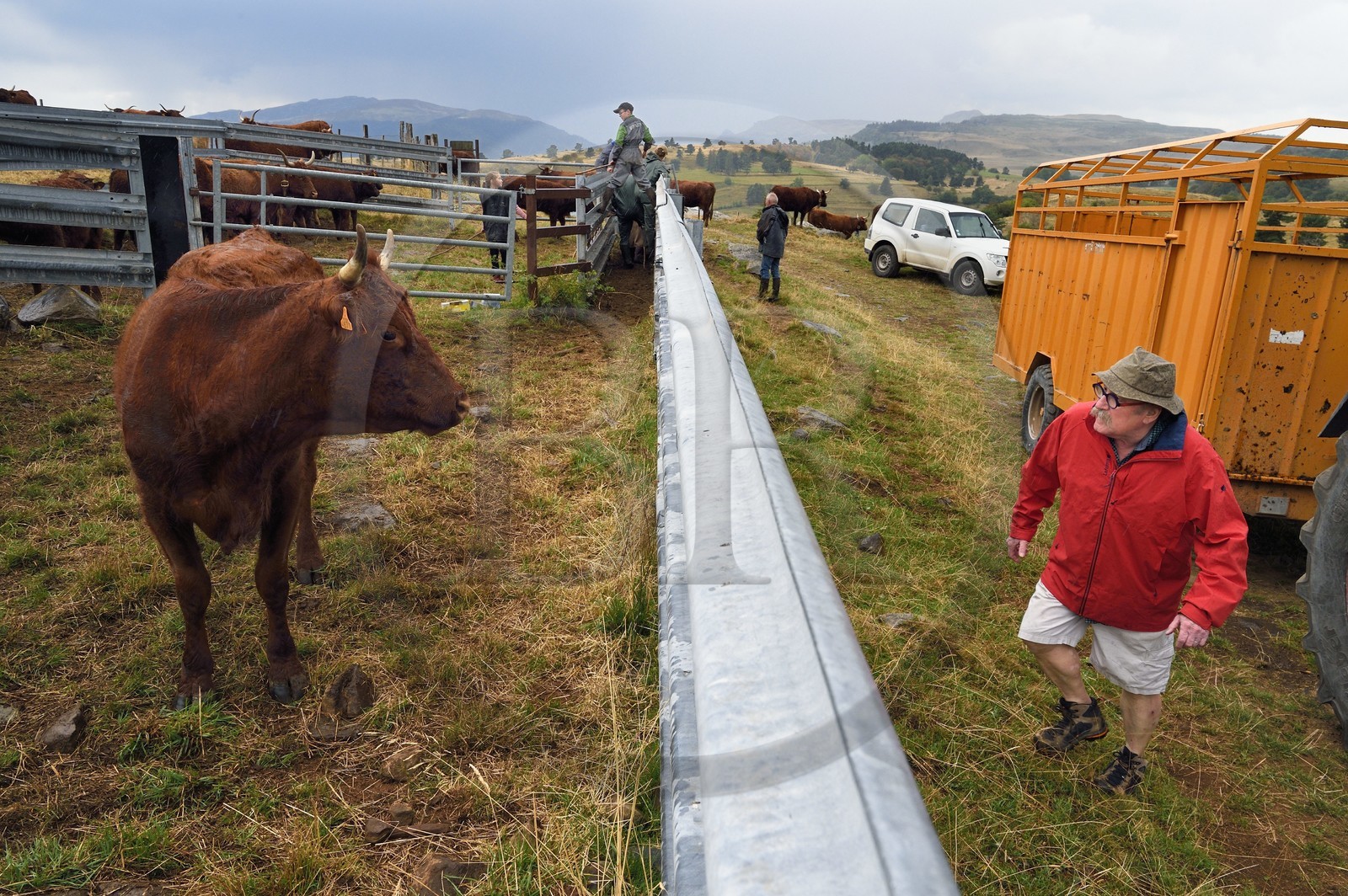 France, Cantal (15), plateau de Chastel-sur-Murat sur le chemin de Saint-Jacques de Compostelle par la Via Arverna, Bernard Quinsat créateur de la Via Arverna dans les années 2000 croise des vaches Salers dans l'enclos à bétail