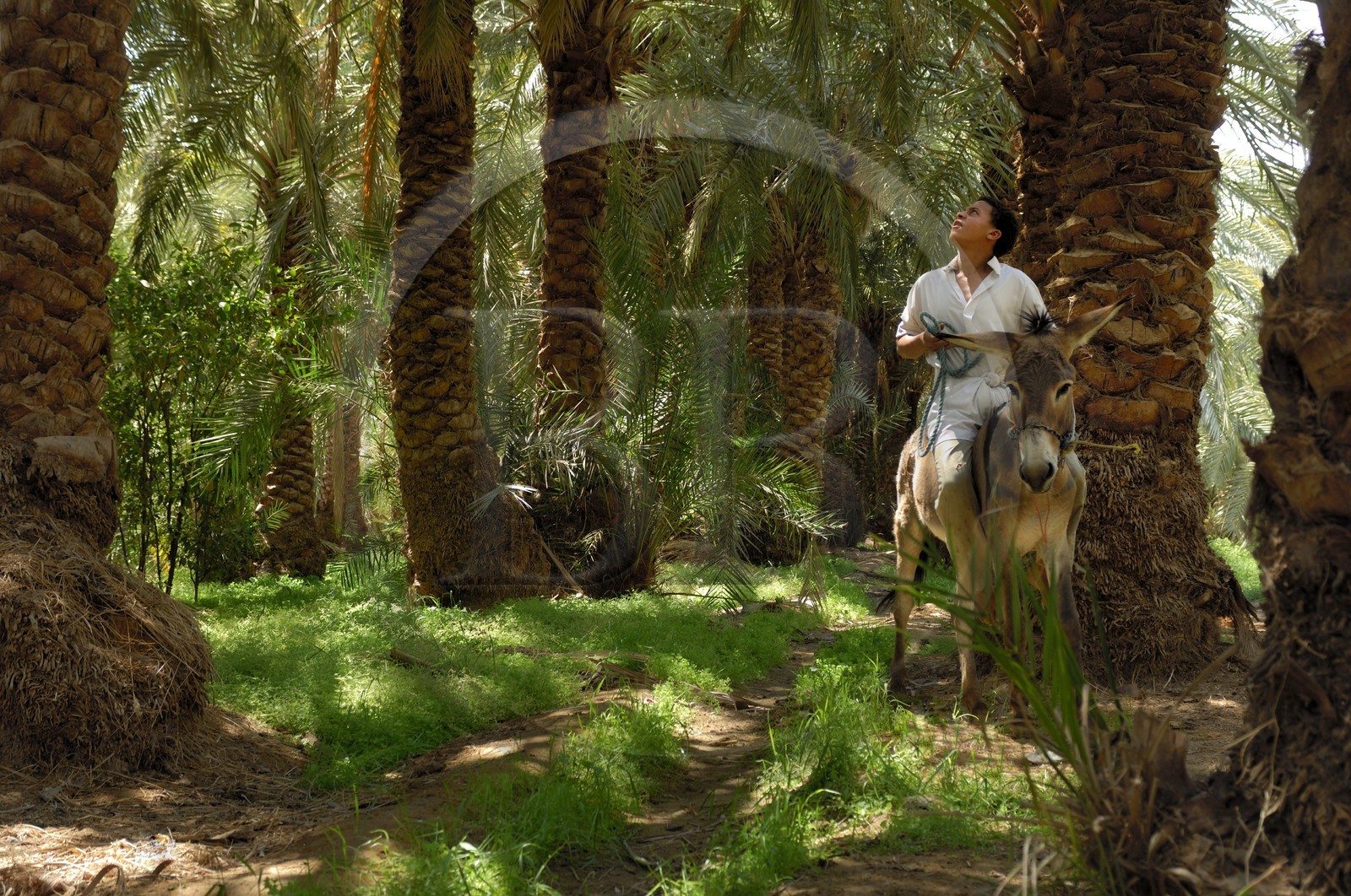 Egypte, Basse-Egypte, désert libyque, oasis de Bahariya (Bahareyya), la palmeraie, paysan sur son ane vérifiant l' état de ses palmiers dattiers