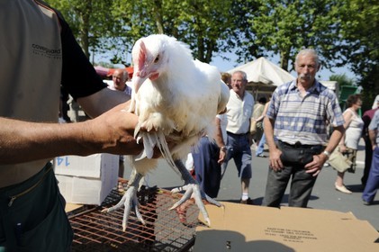 France, Saône et Loire (71), Louhans, le marché à la volaille du lundi, coq de Bresse pattes bleues