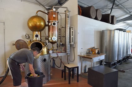 France, Reunion island (French overseas department), La Saline, La Part des Anges Distillation, filling the electric still with the fermented pineapple for the triple distillation of eau de vie (brandy)