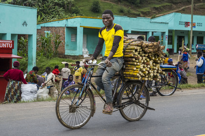 Rwanda, Province du Nord, District de Musanze (Ruhengeri), jour de marché à Muryabazira sur la Route Nationale 4 entre Kigali et Ruhengori, transport de canne à sucre sur une bicyclette, les bicyclettes sont le principal moyen de transport local