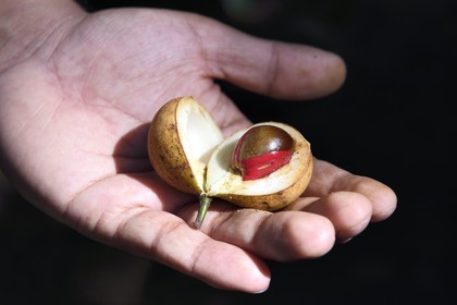Sri Lanka, Central Province, Matale District, Kawudupelella, Ranweli Spice Garden, nutmeg