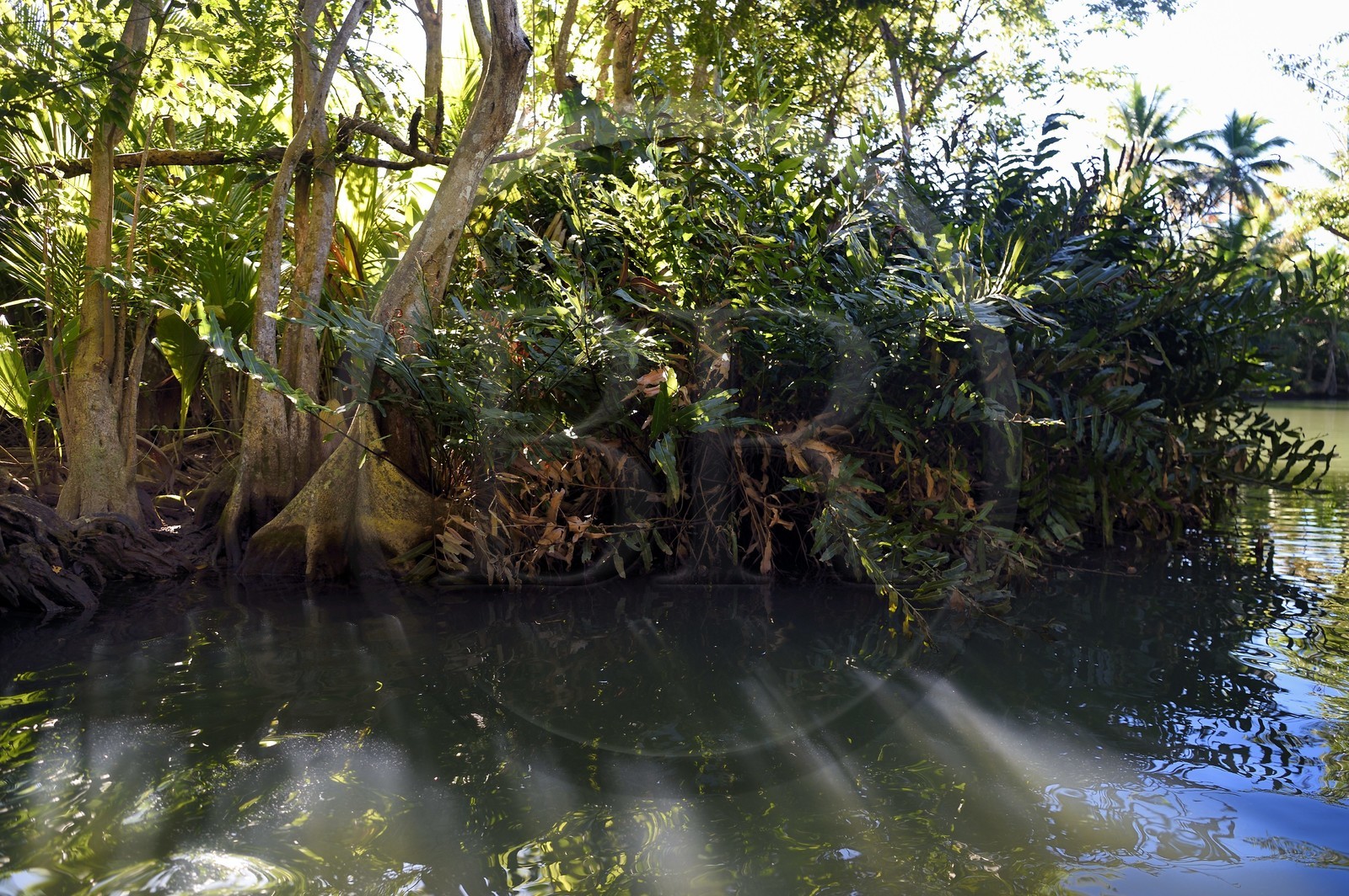 Caraïbes, Ile de la Dominique, Portsmouth, les rives de l'Indian River