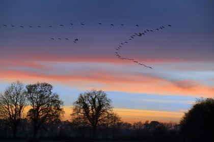 France, Indre, Berry, Parc Naturel Regional de la Brenne (Natural Regional Park of La Brenne), Rosnay, Red Sea pond (etang de la Mer Rouge), Common Crane (Grus grus), flight at sunset