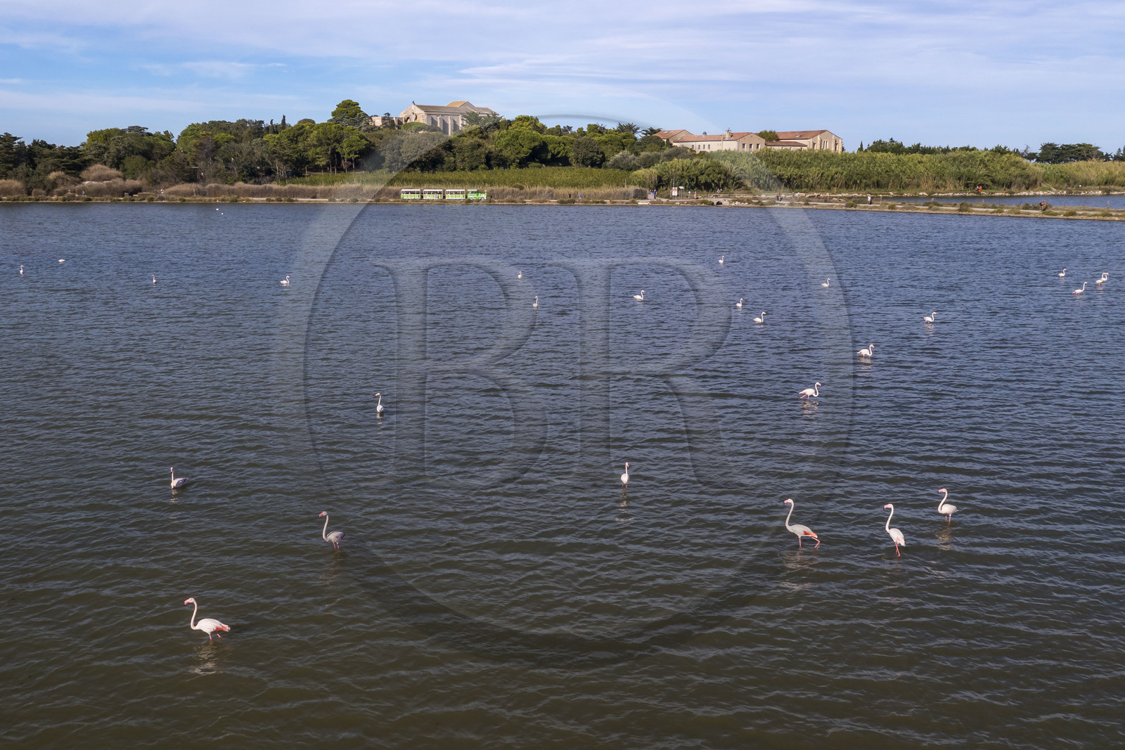 France, Hérault (34), Villeneuve-lès-Maguelone (Palavas-Les-Flots), flamants roses dans l'Etang de Pierre Blanche devant l'Ile de Maguelone et la cathédrale Saint-Pierre-et-Saint-Paul de Maguelone (vue aérienne) France, Herault, Villeneuve les Maguelone (Palavas Les Flots), pink flamingos in the Pierre Blanche pond in front of Maguelone Island and the Saint-Pierre-et-Saint-Paul de Maguelone cathedral (aerial view)