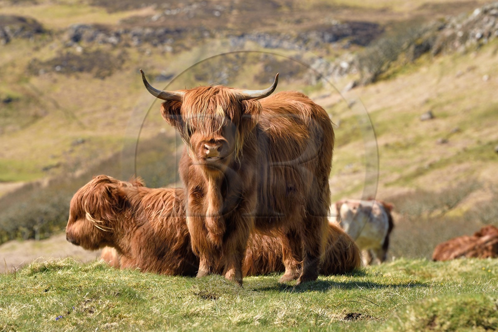 Royaume-Uni, Ecosse, Highland, Hébrides intérieures, Ile de Mull, vaches de race Highland