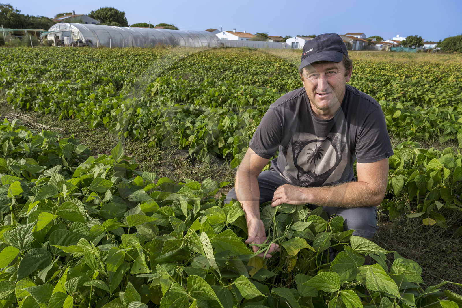 France, Charente-Maritime (17), Ile d'Oléron, Saint-Denis-d'Oléron, Christophe Pougnaud, le maraicher des Légumes du Phare, il nous montre ses haricots verts