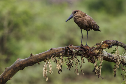 Rwanda, Parc national de l'Akagera, Ombrette africaine ou Ombrette du Sénégal (Scopus umbretta)