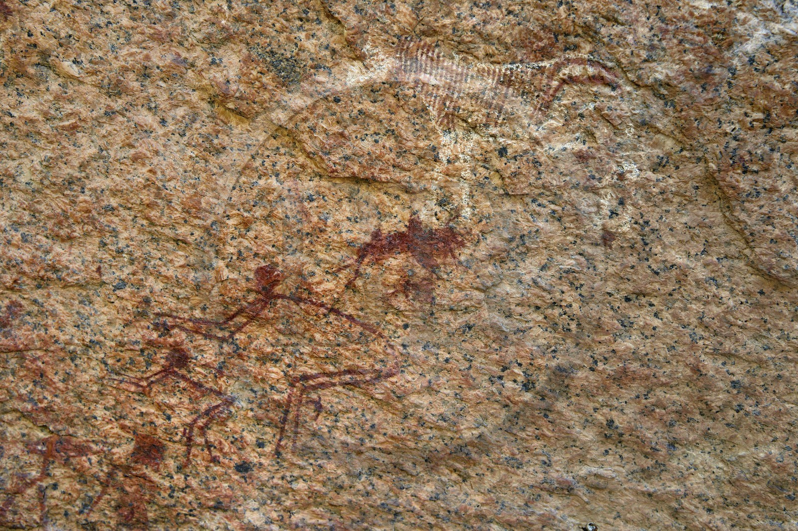Namibie, région de Erongo, Damaraland, les monts Pondok à l'Est du Spitzkoppe dans le désert du Namib, peintures rupestres sous un surplomb granitique appelé le Paradis du Bushman qui auraient été peintes entre 4.400 av. JC et 100 après JC, représentation d'un zèbre et d'hommes dans une position très significative de la chasse