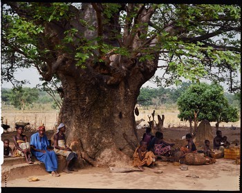 Burkina Faso, Poni province, Lobi land, Loropéni, tree in front of a house in the village of Ouadara beneath which there is a tomb and several altars, there is always a tree in the immediate vicinity of each house as much for the shade that it brings as for its fruits, a great part of the social life takes place there: the men discuss and drink the dolo while the women busy themselves with their basketwork or to shell out peas