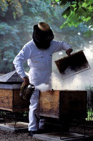 France, Paris (75), jardin du Luxembourg, un apiculteur avec ses ruches