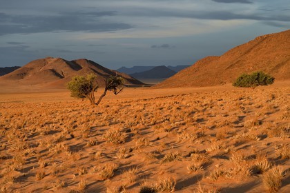 Namibia, Hardap region, Namib Desert East of the Namib Naukluft National Park towards Sossusvlei, grass covered desert plain at sunset