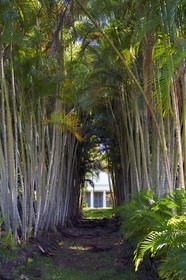 France, Reunion island (French overseas department), Berive les Hauts, behind an alley of golden cane palm (Dypsis lutescens) the historic case (house) of the Isautier Bérive estate in the heights of Saint-Pierre