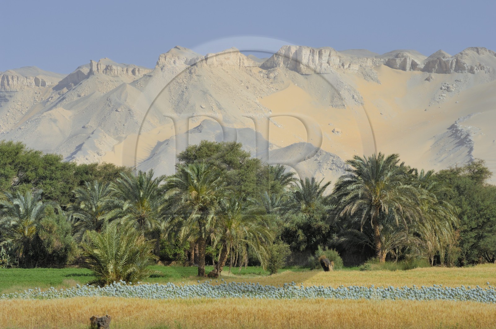 Egypte, désert libyque, oasis de Dakhla, travaux des champs