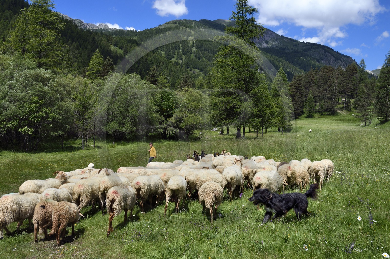 France, Alpes-Maritimes (06), vallée de la Roya (arrière-pays niçois), au pied du parc national du Mercantour, Tende, vallée de la Casterine vers Casterino, la jeune éleveuse de brebis brigasques Céline Giordano et son troupeau
