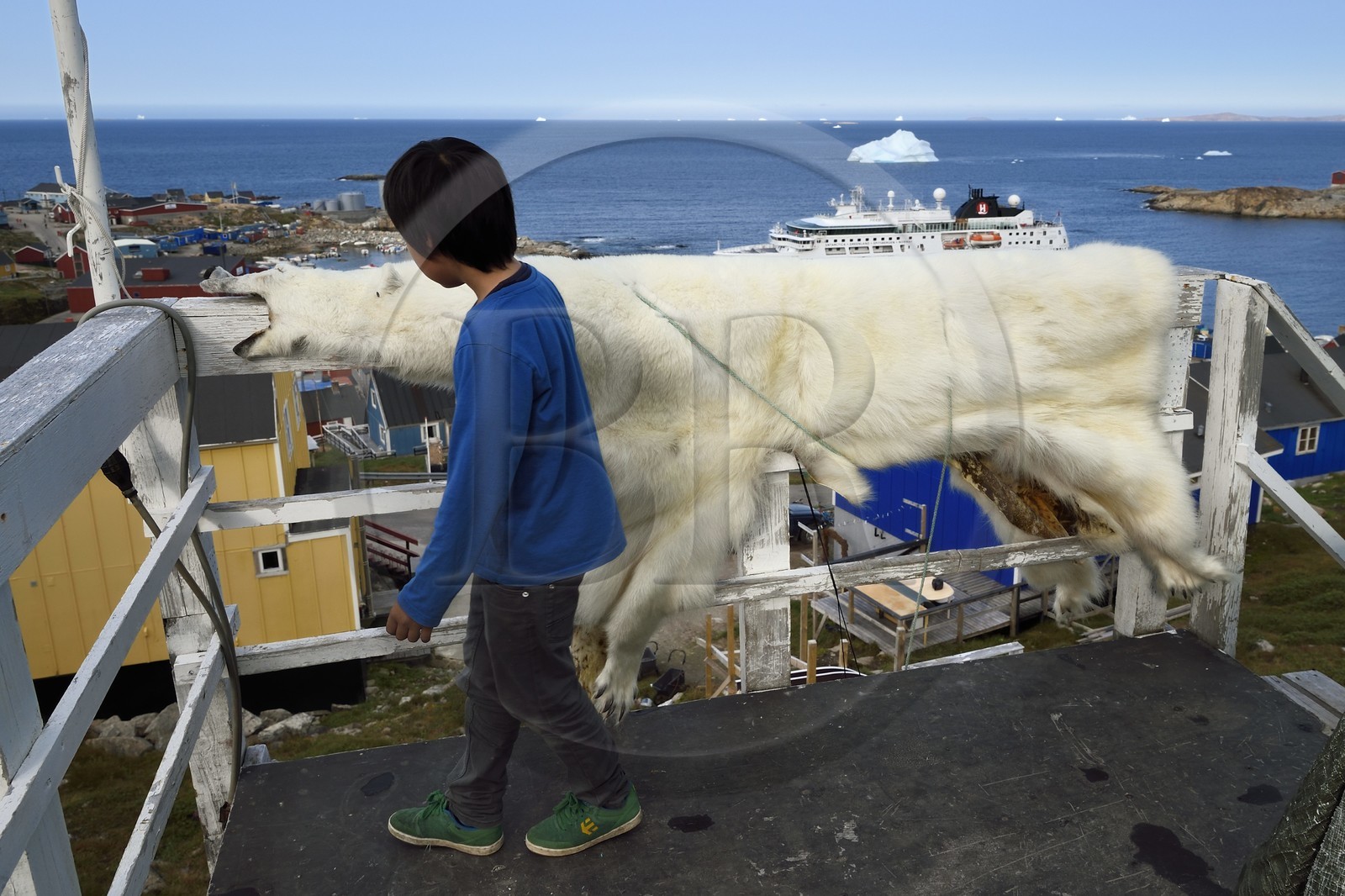 Groenland, cote ouest, baie de Baffin, Upernavik, jeune inuit montrant la peau d'un ours polaire chassé par son père