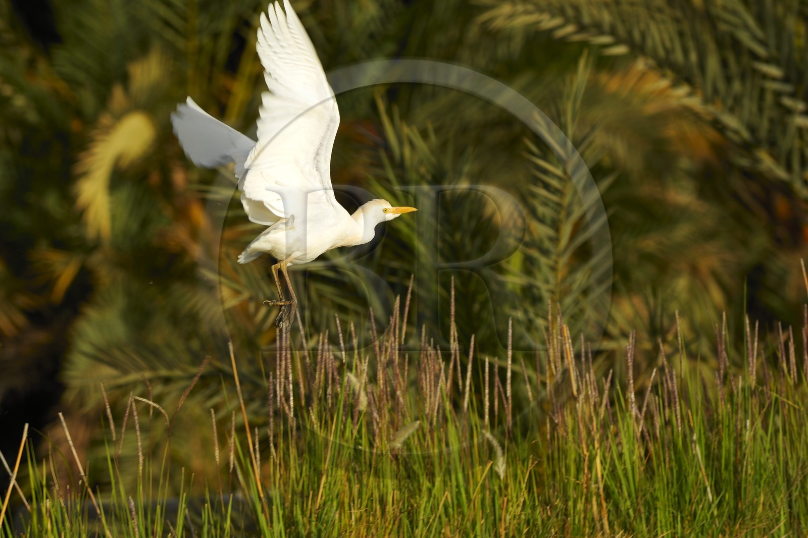 Egypte, Basse-Egypte, désert libyque, oasis de Bahariya (Bahareyya), la palmeraie
