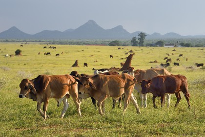 Namibie, région de Otjozondjupa, Otjiwarongo, élevage bovin dans un paysage de paturages verts en saison des pluies