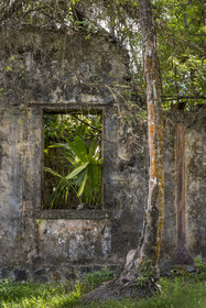 France, French Guiana, Kourou, Salvation Islands (Iles du Salut), Saint Joseph Island, ruin of the penal colony dedicated to the seclusion of the most difficult prisoners