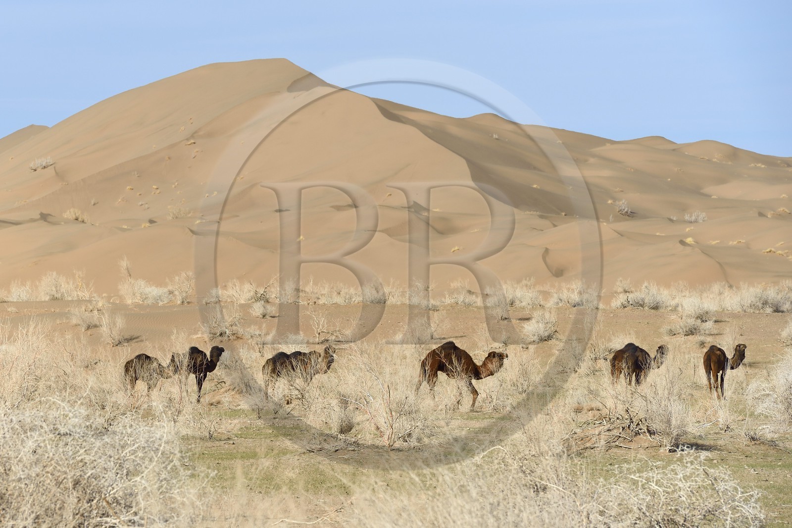 Iran, Province d'Ispahan, désert du Dasht-e Kavir, Mesr dans la région de Khur et Biabanak, dromadaires (Camelus dromedarius) au pied des dunes de sable